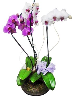 Orquídea Mamis