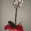 Orquídea Especial