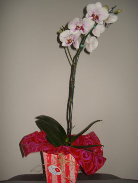 Orquídea Especial