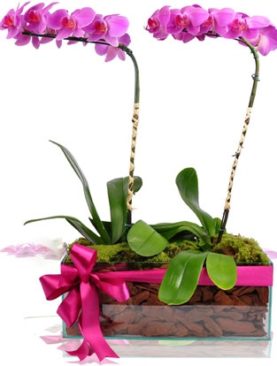 Nobre de Orquídeas