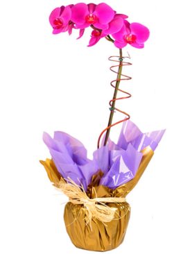 Orquídea dos Apaixonados