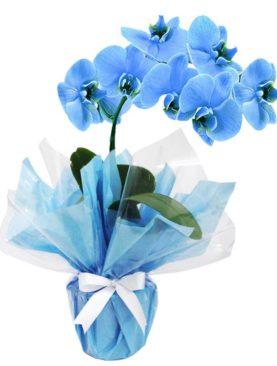 Orquídea Phalaenópolis Blue