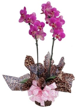 Bela Orquídea