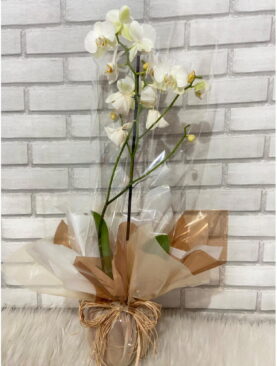 Orquidea Phalaenopsis Branca