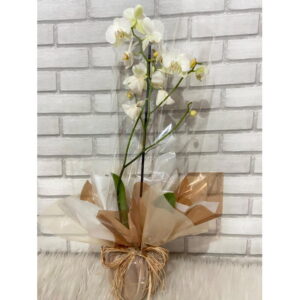 Orquidea Phalaenopsis Branca